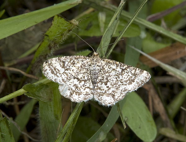 Heliomata glarearia Geometridae